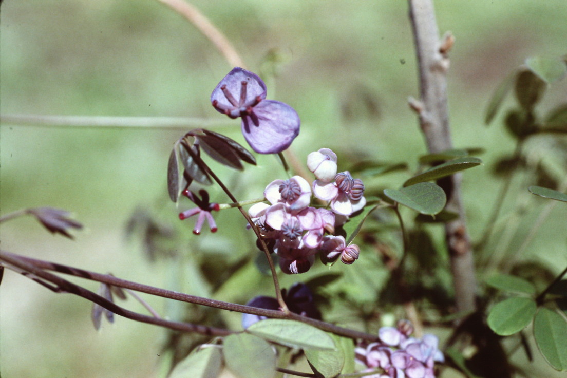 アケビ 鹿児島県薬剤師会