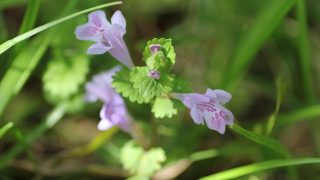 カキドオシ | 鹿児島県薬剤師会